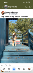 Found/Stray Female Dog last seen Hartsville pike. Stone Cottage, Gallatin, TN 37066