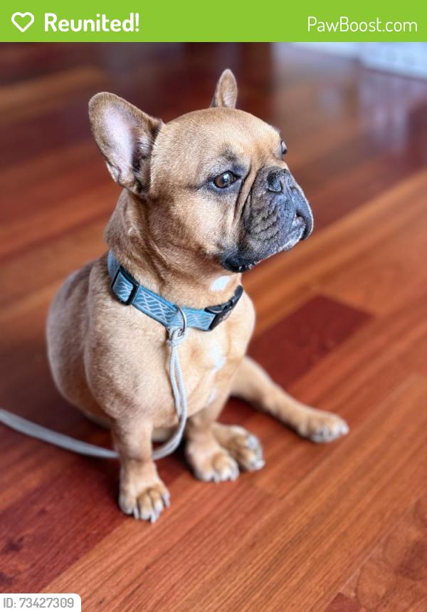 Reunited Male Dog last seen Forest lane, Berkeley, CA 94708