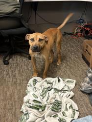 Found/Stray Male Dog last seen N/a, Burlington, NJ 08016