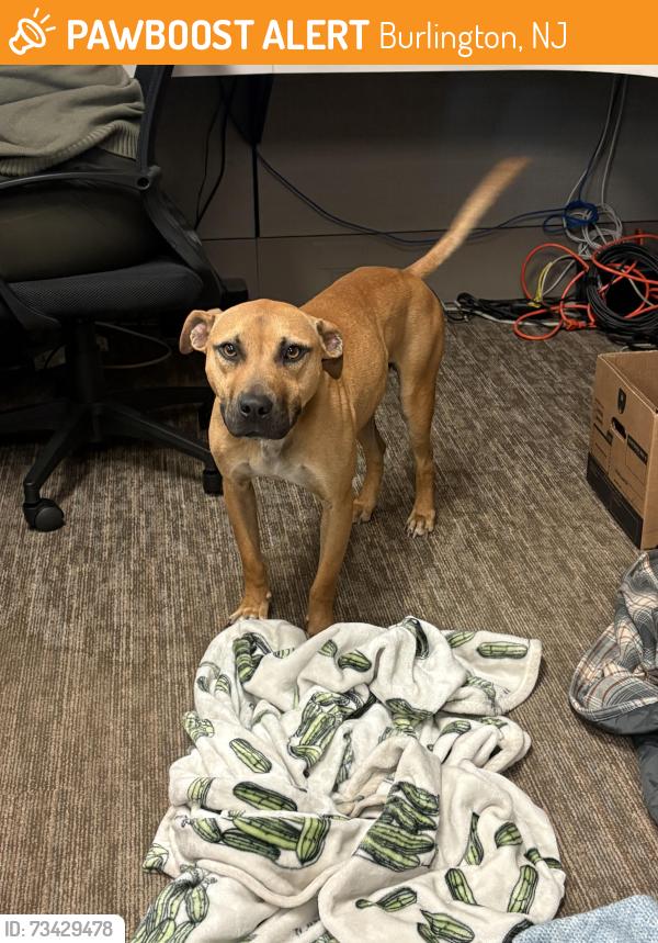 Found/Stray Male Dog last seen N/a, Burlington, NJ 08016