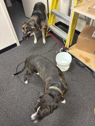 Reunited Female Dog last seen 1488/1774, Magnolia, TX 77353