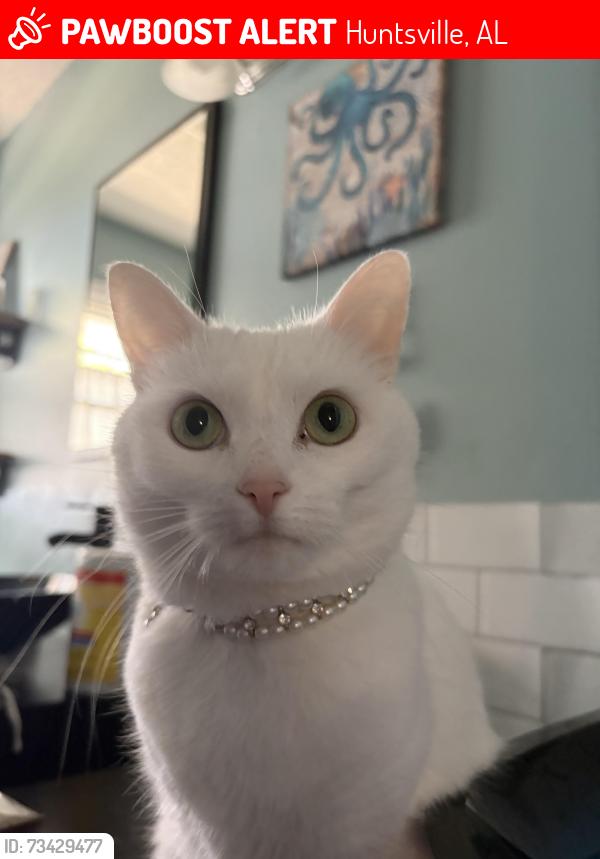 Lost Female Cat last seen Oakwood, Huntsville, AL 35811
