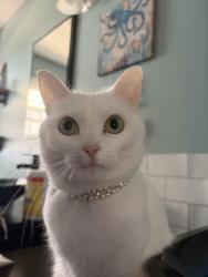 Lost Female Cat last seen Oakwood, Huntsville, AL 35811