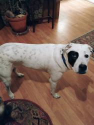 Reunited Male Dog last seen Chapman & regent, Lancaster, TX 75134