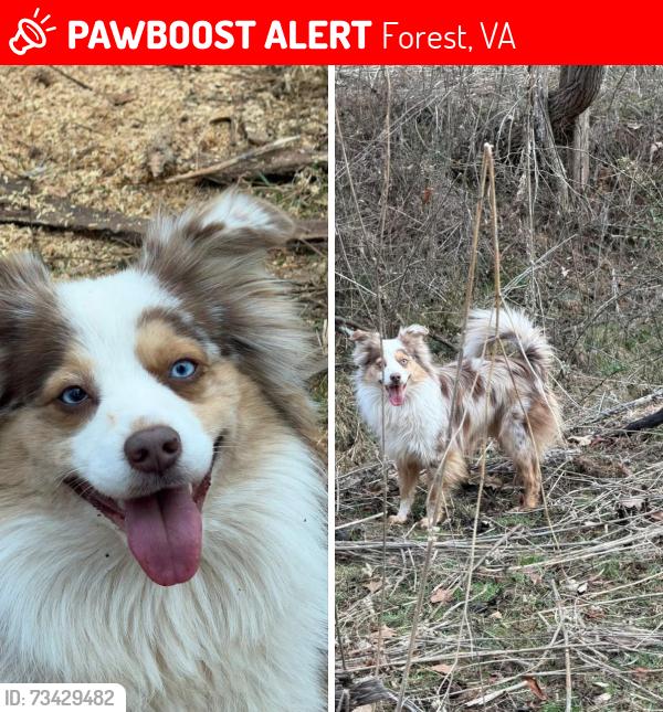 Lost Male Dog last seen Perrowville rd, Forest, VA 24551