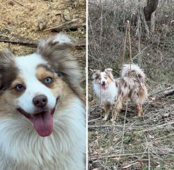 Lost Male Dog last seen Perrowville rd, Forest, VA 24551