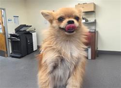 Shelter Stray Female Dog last seen , 3201 Lacy St, Los Angeles, CA 90031, USA