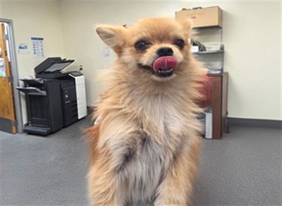 Shelter Stray Female Dog last seen , 3201 Lacy St, Los Angeles, CA 90031, USA