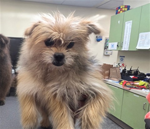 Shelter Stray Female Dog last seen , 3201 Lacy St, Los Angeles, CA 90031, USA