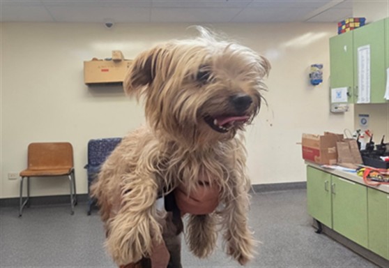 Shelter Stray Female Dog last seen , 3201 Lacy St, Los Angeles, CA 90031, USA
