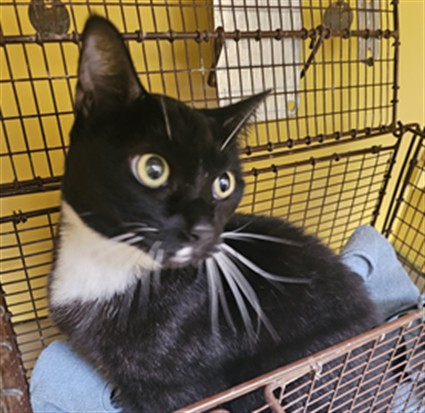 Shelter Stray Female Cat last seen , 3201 Lacy St, Los Angeles, CA 90031, USA