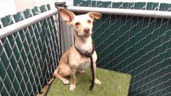 Shelter Stray Male Dog last seen , 11258 Garfield Ave, Downey, CA 90242, USA