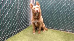 Shelter Stray Male Dog last seen , 11258 Garfield Ave, Downey, CA 90242, USA