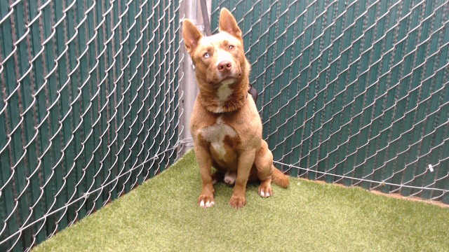 Shelter Stray Male Dog last seen , 11258 Garfield Ave, Downey, CA 90242, USA