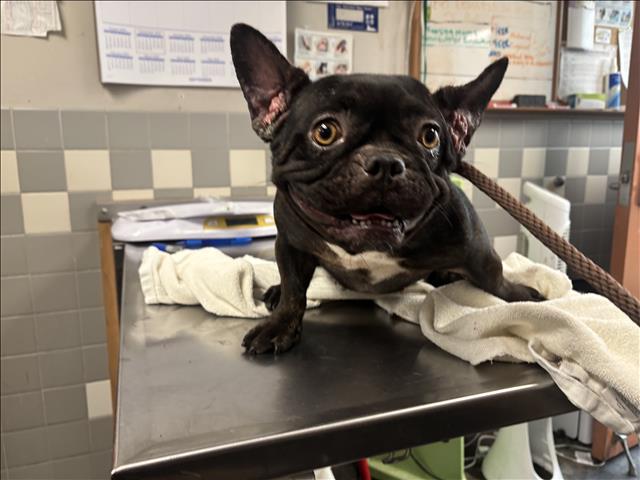 Shelter Stray Female Dog last seen , 957 N Gaffey St, San Pedro, CA 90731, USA