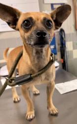 Shelter Stray Male Dog last seen , 957 N Gaffey St, San Pedro, CA 90731, USA
