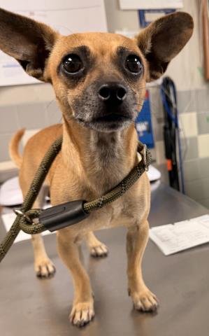 Shelter Stray Male Dog last seen , 957 N Gaffey St, San Pedro, CA 90731, USA