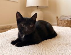 Shelter Stray Male Cat last seen , 957 N Gaffey St, San Pedro, CA 90731, USA