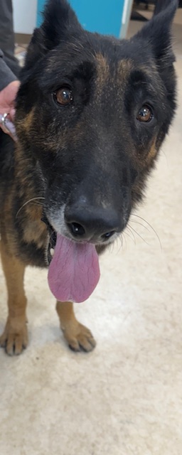 Shelter Stray Male Dog last seen , 957 N Gaffey St, San Pedro, CA 90731, USA