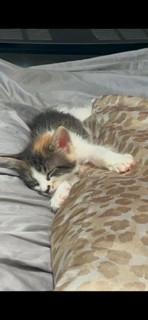Shelter Stray Female Cat last seen Near BLOCK N PENNSYLVANIA, 333 Chandler Pl, San Bernardino, CA 92408, USA