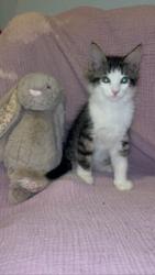 Shelter Stray Male Cat last seen Near BLOCK N PENNSYLVANIA, 333 Chandler Pl, San Bernardino, CA 92408, USA