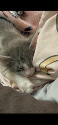 Shelter Stray Male Cat last seen Near BLOCK N PENNSYLVANIA, 333 Chandler Pl, San Bernardino, CA 92408, USA