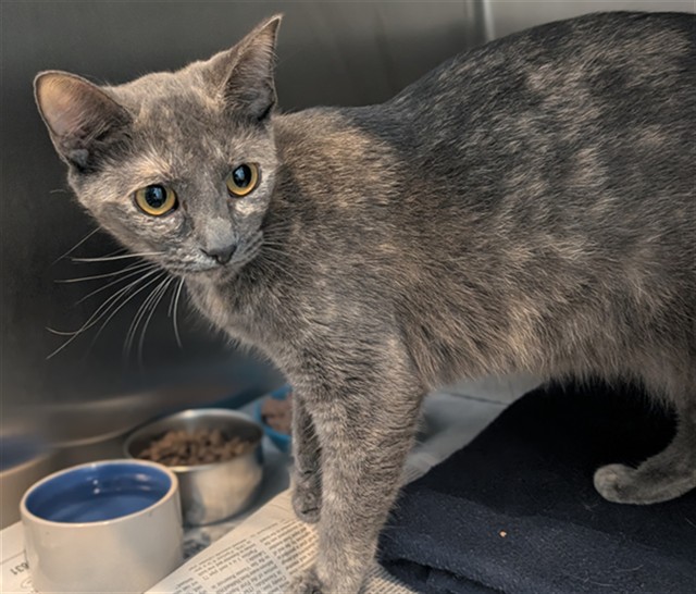 Shelter Stray Female Cat last seen Near BLOCK MERCED WAY HEMET CA 92545, 581 S Grand Ave, San Jacinto, CA 92582, USA
