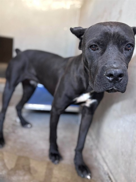 Shelter Stray Male Dog last seen HIGHWAY 18 X OLD WATERMAN CANYON RD, 333 Chandler Pl, San Bernardino, CA 92408, USA