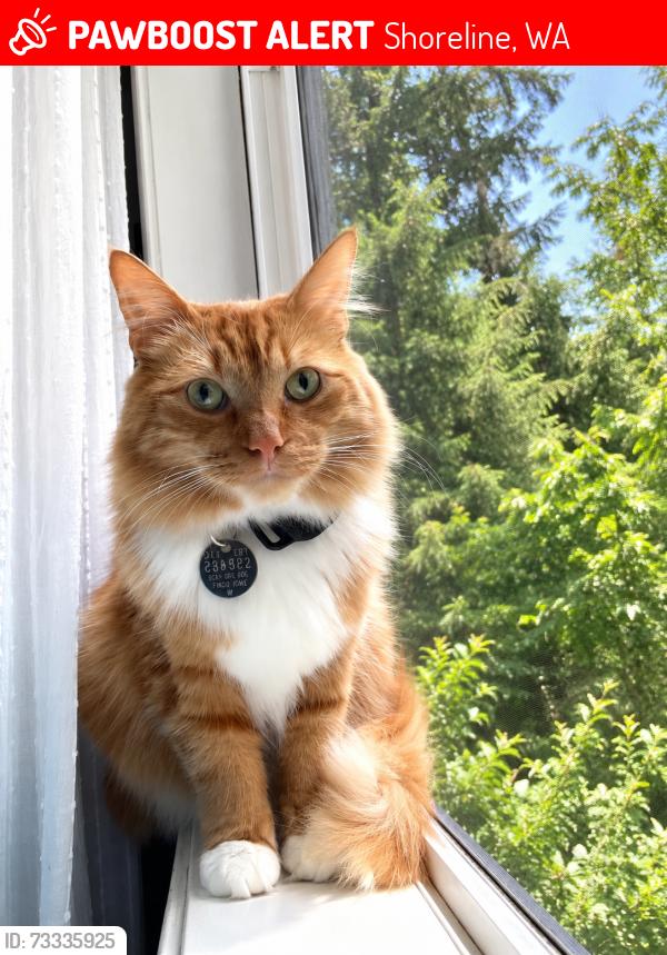 Lost Male Cat last seen NW 183rd St & 3rd Ave NW, Shoreline, Shoreline, WA 98177