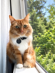 Lost Male Cat last seen NW 183rd St & 3rd Ave NW, Shoreline, Shoreline, WA 98177