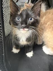 Shelter Stray Female Cat last seen , 11361 W Pico Blvd, Los Angeles, CA 90064, USA