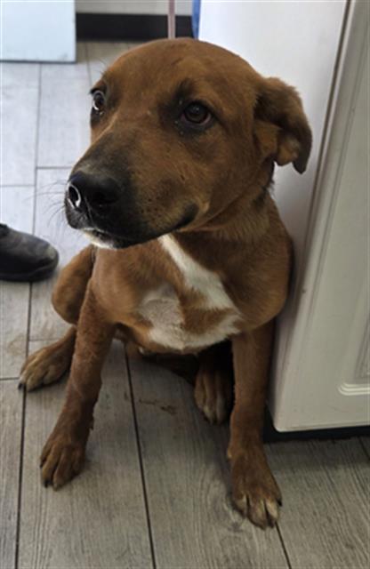 Shelter Stray Male Dog last seen Near BLOCK N ALFORD ST, RIDGECREST CA 93555, 3951 Fruitvale Ave, Bakersfield, CA 93308, USA