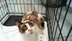 Shelter Stray Female Cat last seen CHARLOTTE, 8315 Byrum Dr, Charlotte, NC 28217, USA
