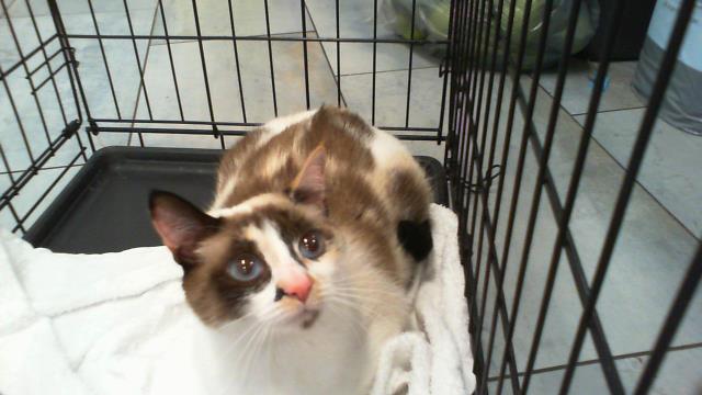 Shelter Stray Female Cat last seen CHARLOTTE, 8315 Byrum Dr, Charlotte, NC 28217, USA