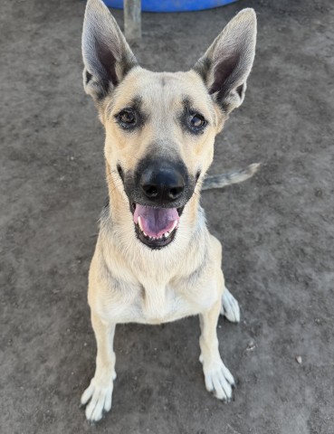 Shelter Stray Female Dog last seen Near BLOCK VARSITY RD, ARVIN CA 93203, 3951 Fruitvale Ave, Bakersfield, CA 93308, USA