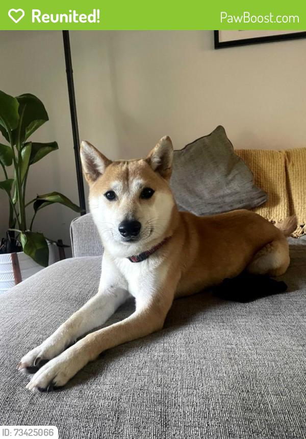 Reunited Male Dog last seen Near Chesapeake blvd, Norfolk, VA 23513
