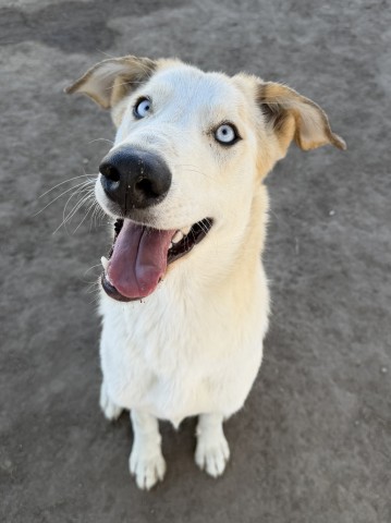 Shelter Stray Male Dog last seen Near BLOCK ENOS LN, BAKERSFIELD CA 93314, 3951 Fruitvale Ave, Bakersfield, CA 93308, USA