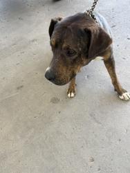 Shelter Stray Male Dog last seen Near BLOCK E TROTTER AVE, MOJAVE CA 93501, 3951 Fruitvale Ave, Bakersfield, CA 93308, USA