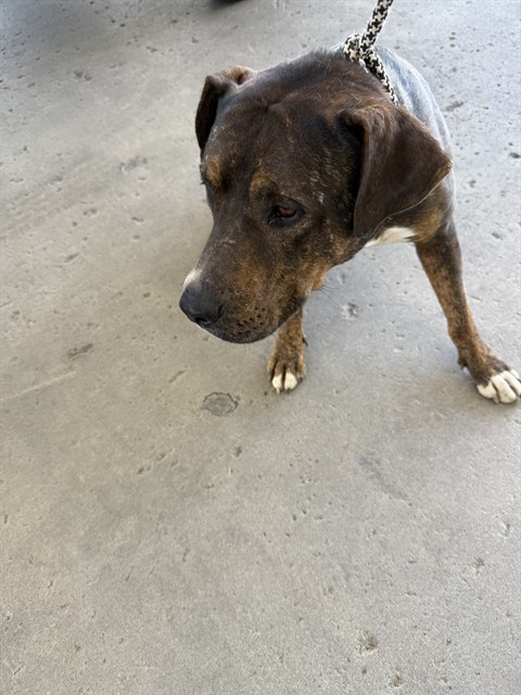 Shelter Stray Male Dog last seen Near BLOCK E TROTTER AVE, MOJAVE CA 93501, 3951 Fruitvale Ave, Bakersfield, CA 93308, USA