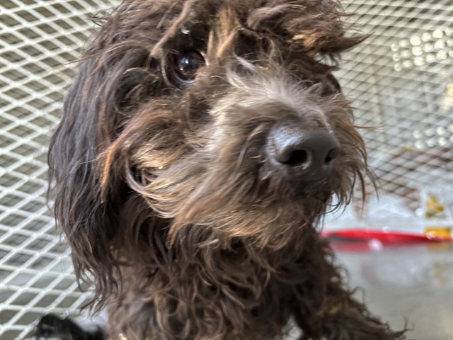 Shelter Stray Male Dog last seen Near BLOCK PARK DR, BAKERSFIELD CA 93306, 3951 Fruitvale Ave, Bakersfield, CA 93308, USA