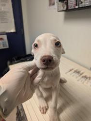 Shelter Stray Male Dog last seen N BROWN RD, INYOKERN CA 93527, 3951 Fruitvale Ave, Bakersfield, CA 93308, USA