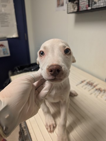 Shelter Stray Male Dog last seen N BROWN RD, INYOKERN CA 93527, 3951 Fruitvale Ave, Bakersfield, CA 93308, USA