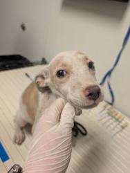 Shelter Stray Female Dog last seen N BROWN RD, INYOKERN CA 93527, 3951 Fruitvale Ave, Bakersfield, CA 93308, USA