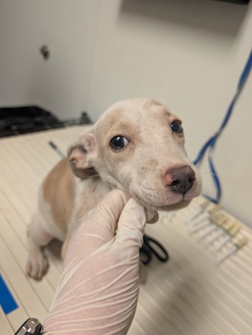 Shelter Stray Female Dog last seen N BROWN RD, INYOKERN CA 93527, 3951 Fruitvale Ave, Bakersfield, CA 93308, USA