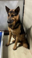 Shelter Stray Male Dog last seen Near BLOCK STINE RD, BAKERSFIELD CA 93313, 3951 Fruitvale Ave, Bakersfield, CA 93308, USA
