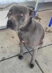 Shelter Stray Female Dog last seen Near BLOCK DECATUR ST, BAKERSFIELD CA 93308, 3951 Fruitvale Ave, Bakersfield, CA 93308, USA