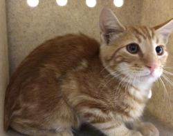 Shelter Stray Male Cat last seen Near BLOCK ENCINAS CT, RIVERSIDE CA 92505, 6851 Van Buren Boulevard, Jurupa Valley, CA 92509, USA