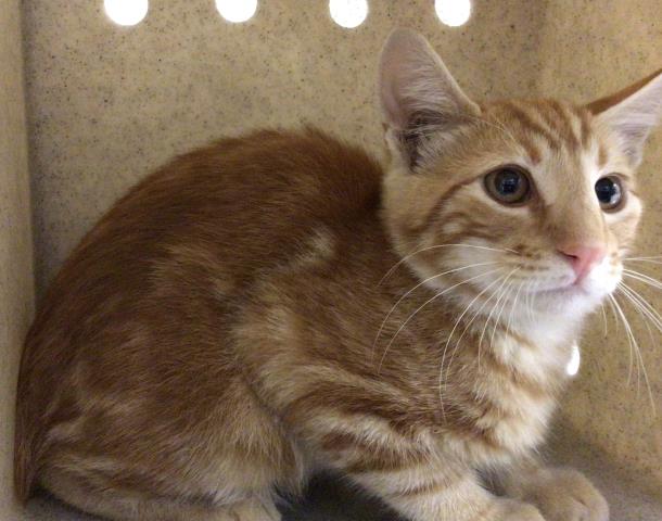 Shelter Stray Male Cat last seen Near BLOCK ENCINAS CT, RIVERSIDE CA 92505, 6851 Van Buren Boulevard, Jurupa Valley, CA 92509, USA