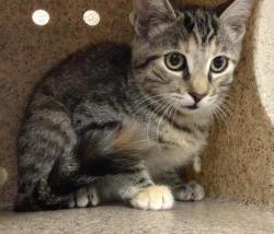 Shelter Stray Male Cat last seen Near BLOCK ENCINAS CT, RIVERSIDE CA 92505, 6851 Van Buren Boulevard, Jurupa Valley, CA 92509, USA