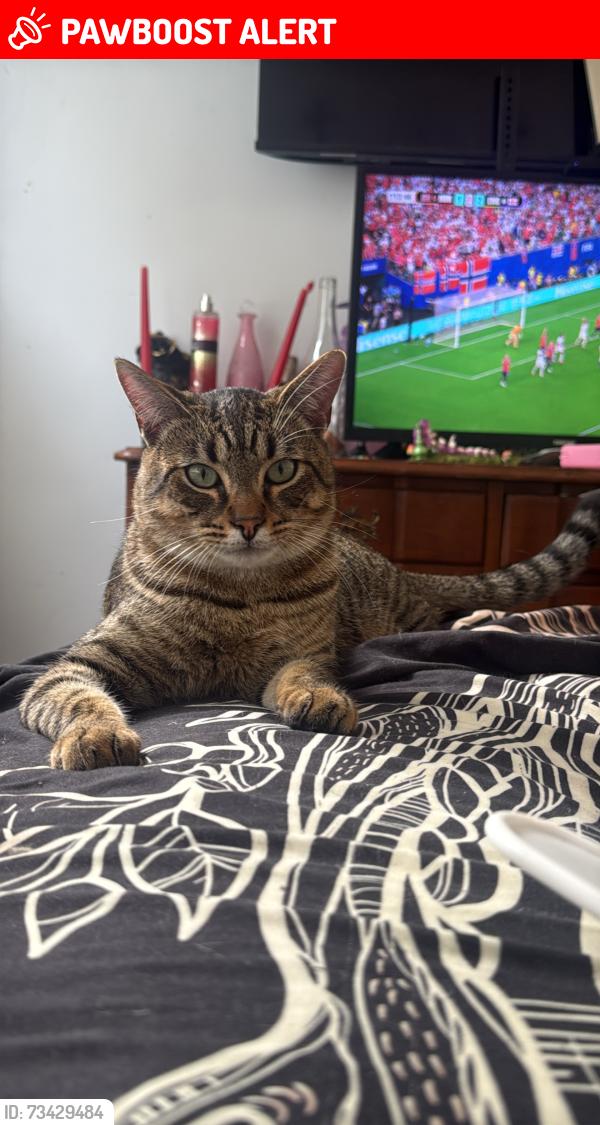Lost Male Cat last seen Near carmel, Carmel-by-the-Sea, CA 93923